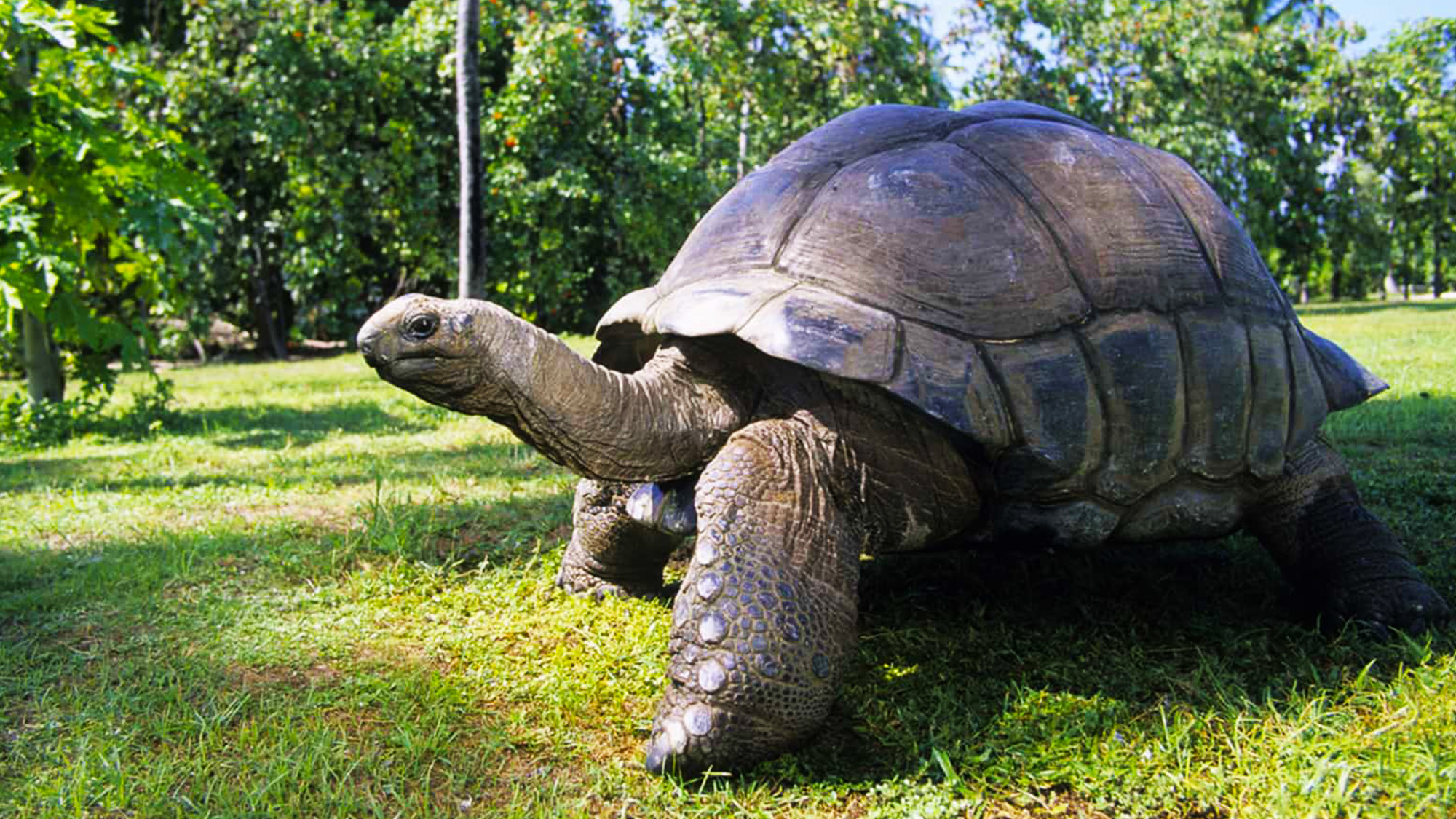 giant tortoise farm praslin